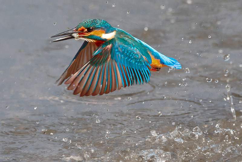Kingfisher emerging with stickleback - Charles Whitfield-King.jpg